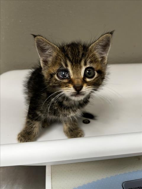 ZORRO, Baby Domestic Medium Hair (medium coat), cat for adoption in Brentwood, California