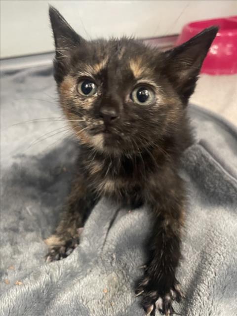 ZINNIA, Baby Domestic Short Hair (medium coat), cat for adoption in Brentwood, California