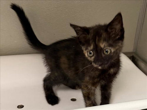 ZINNIA, Baby Domestic Short Hair (medium coat), cat for adoption in Pittsburg, California