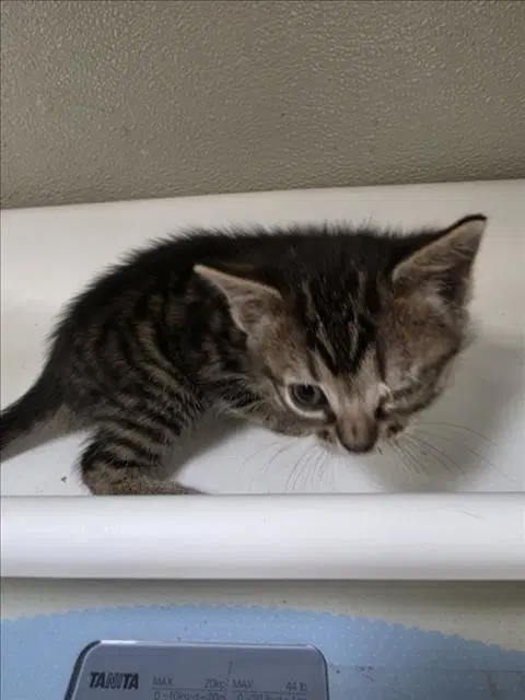 Teresita - Domestic Short Hair