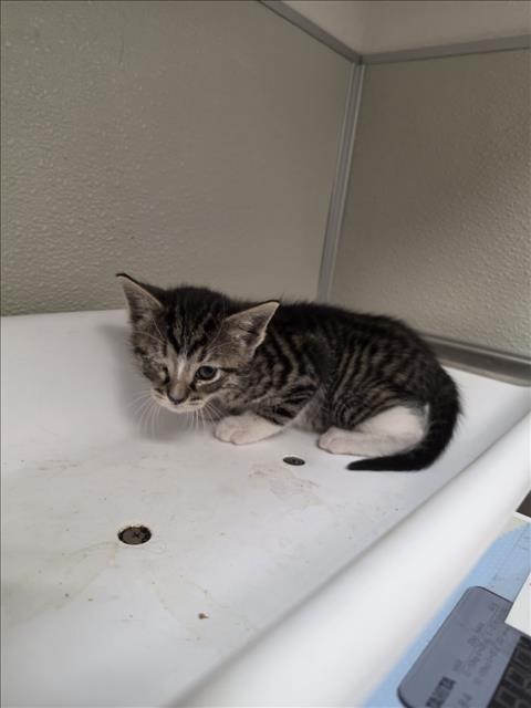 PETUNIA, an adoptable Domestic Short Hair in Tracy, CA
