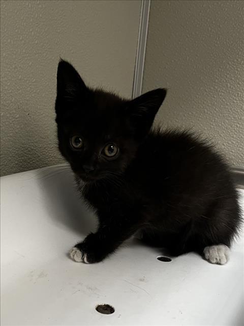 VIOLETA, Baby Domestic Short Hair (medium coat), cat for adoption in Brentwood, California