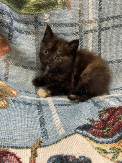 LILA, an adoptable Domestic Medium Hair in Tracy, CA