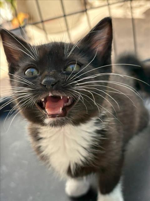 JELLYBEAN, Baby Domestic Long Hair (medium coat), cat for adoption in Brentwood, California