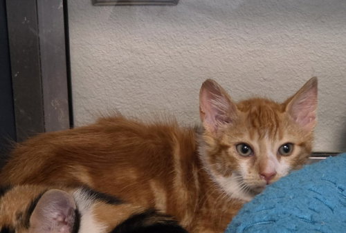 BURRO, Baby Domestic Short Hair (medium coat), cat for adoption in Brentwood, California