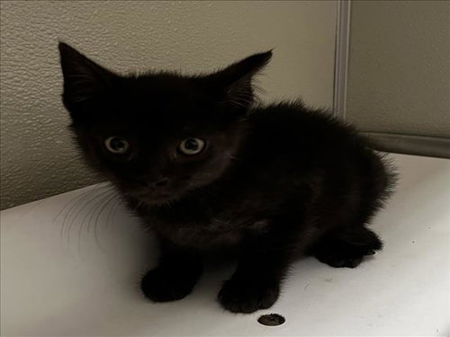 LUCKY, Baby Domestic Short Hair (medium coat), cat for adoption in Brentwood, California