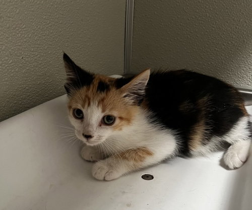 TIERRA, Baby Domestic Short Hair (medium coat), cat for adoption in Brentwood, California