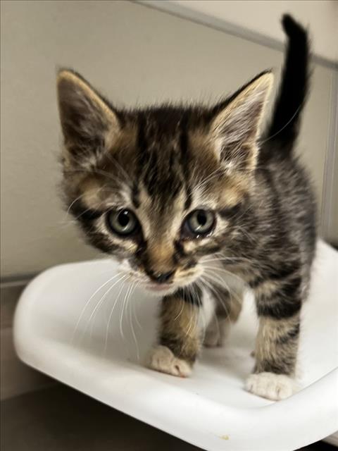 BOSQUE, Baby Domestic Short Hair (medium coat), cat for adoption in Brentwood, California
