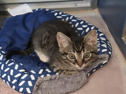 VIENTO, Baby Domestic Short Hair (medium coat), cat for adoption in Brentwood, California