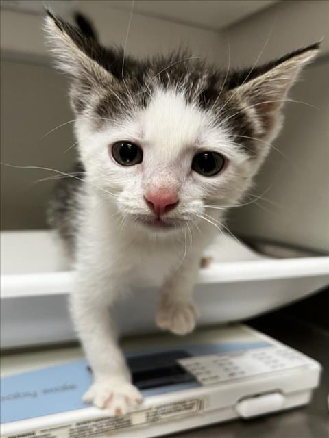 AUGUST MOON, Baby Domestic Short Hair (medium coat), cat for adoption in Brentwood, California