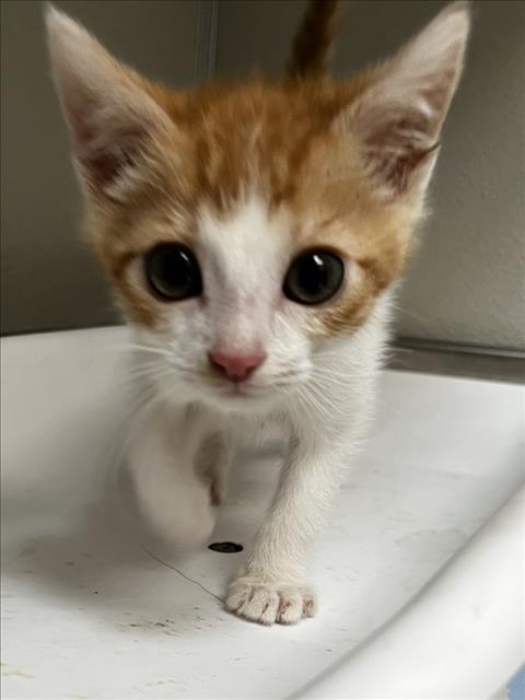 ARBOLE, Baby Domestic Short Hair (medium coat), cat for adoption in Brentwood, California