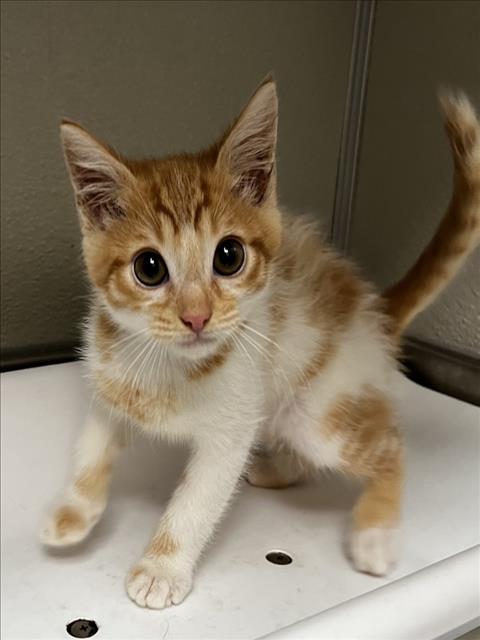 CASTANO, Baby Domestic Short Hair (medium coat), cat for adoption in Brentwood, California