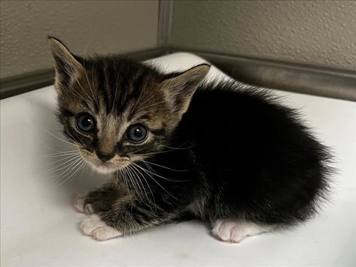 PASTO, Baby Domestic Short Hair (medium coat), cat for adoption in Brentwood, California