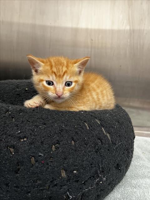 ARBUSTO, Baby Domestic Short Hair (medium coat), cat for adoption in Brentwood, California
