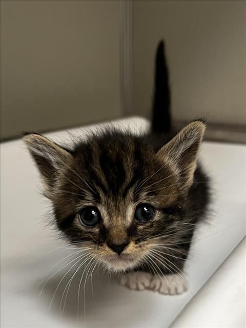 CASCADA, Baby Domestic Short Hair (medium coat), cat for adoption in Brentwood, California
