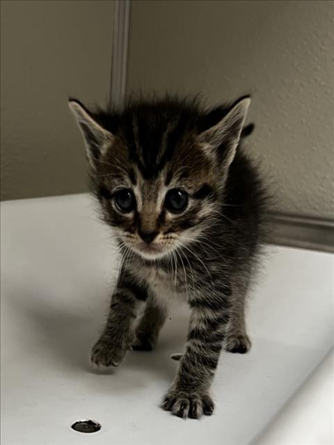 MONTANA, Baby Domestic Short Hair (medium coat), cat for adoption in Brentwood, California