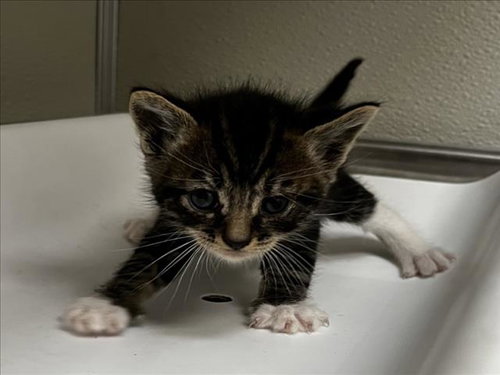 LAGO, Baby Domestic Short Hair (medium coat), cat for adoption in Brentwood, California