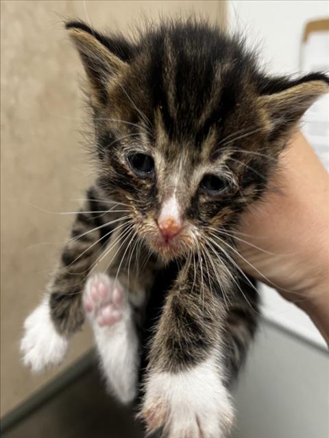 ARENA, Baby Domestic Short Hair (medium coat), cat for adoption in Brentwood, California