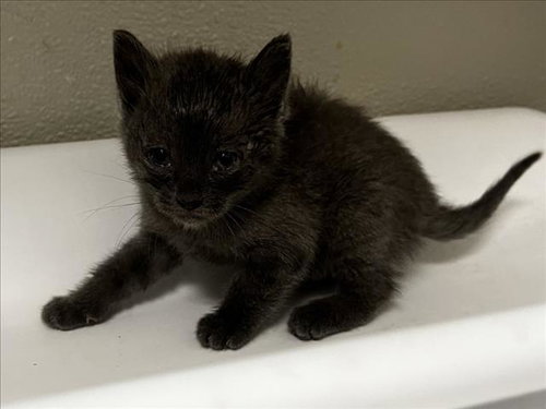 ORIOLE, Baby Domestic Short Hair (medium coat), cat for adoption in Brentwood, California