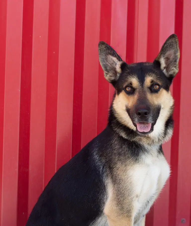 Espino - German Shepherd Dog