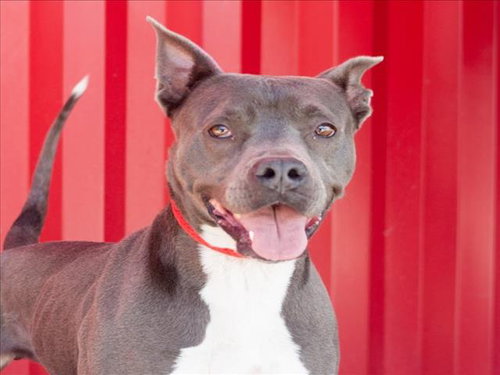 RAYA, an adoptable Pit Bull Terrier in Tracy, CA