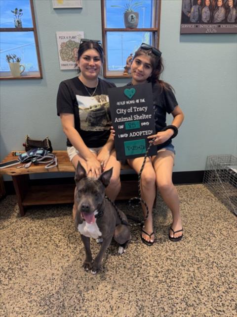picture of the dog needing adoption