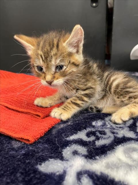 CINDERELLA, Baby Domestic Short Hair (medium coat), cat for adoption in Santa Clara, California