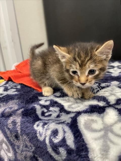 ARIEL, Baby Domestic Short Hair (medium coat), cat for adoption in Santa Clara, California