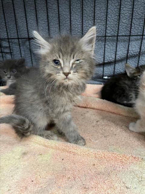 BEAST, Baby Domestic Long Hair (medium coat), cat for adoption in Santa Clara, California