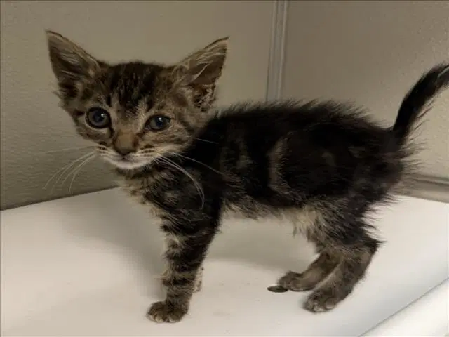 Alice - Domestic Short Hair