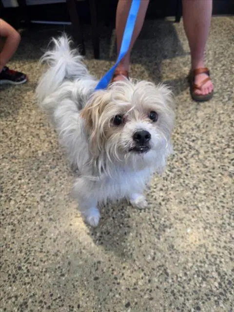 Oreo - Maltese