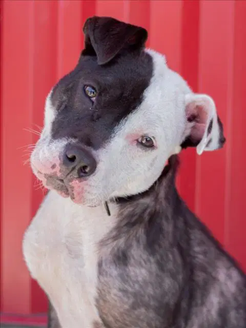 Lilo - Pit Bull Terrier