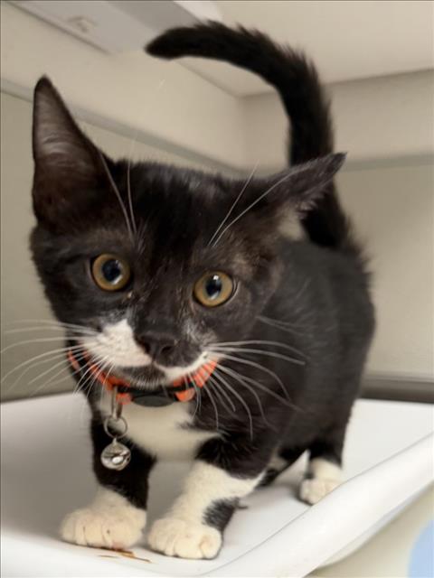 picture of the cat needing adoption