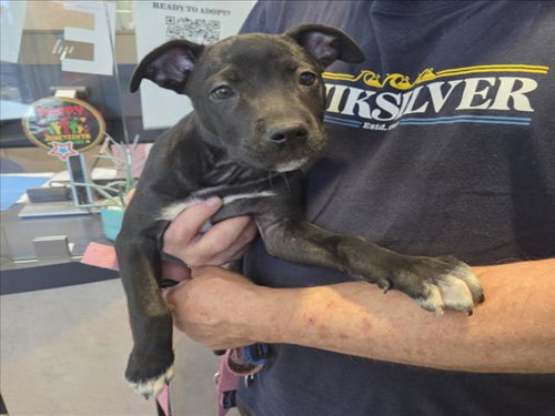 VANELLOPE, an adoptable Pit Bull Terrier in Tracy, CA