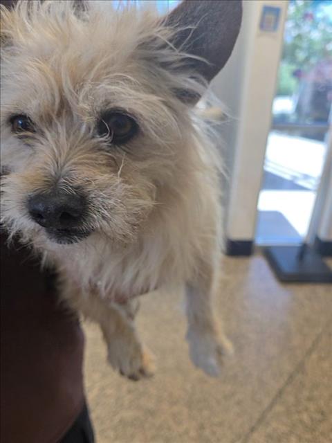 CHICKEN, an adoptable Cairn Terrier in Tracy, CA