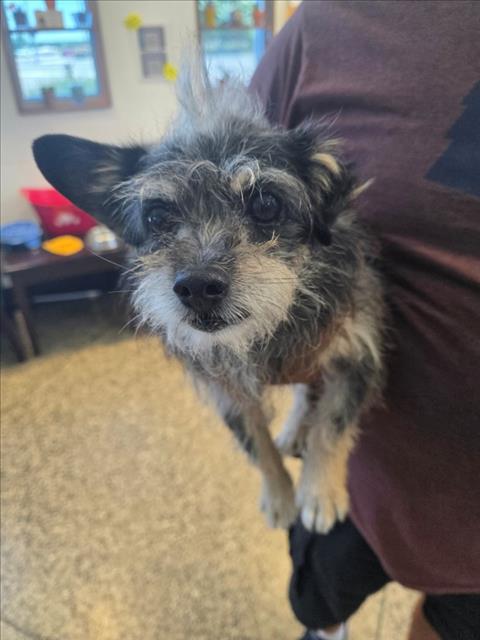 COW, an adoptable Patterdale Terrier in Tracy, CA