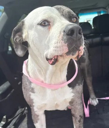 DARIA, an adoptable Pit Bull Terrier in Tracy, CA