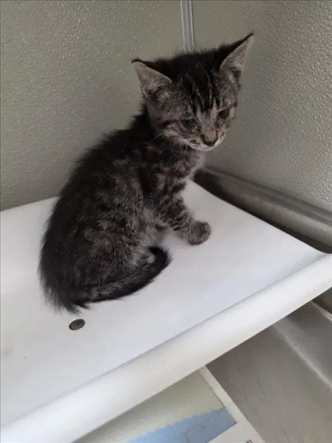 Mojo - Domestic Short Hair