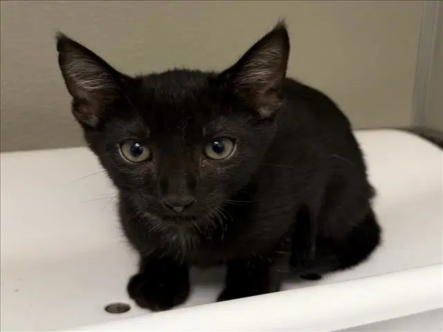 Jack - Domestic Short Hair