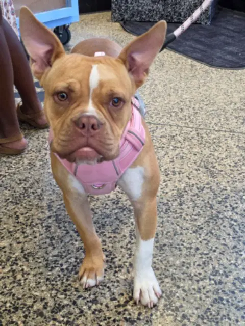 Unknown - Pit Bull Terrier