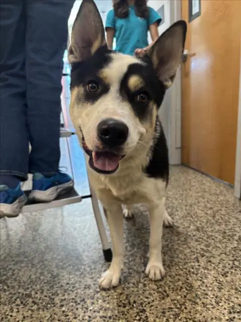 Leon - Border Collie
