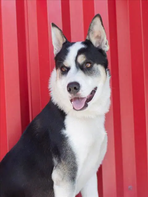 Leon - Border Collie
