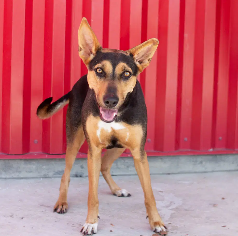 Esmerelda - German Shepherd Dog