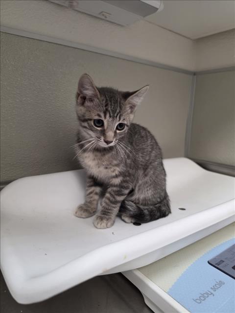 picture of the cat needing adoption