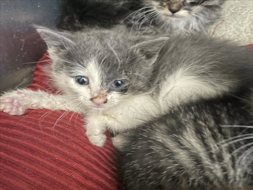 picture of the cat needing adoption
