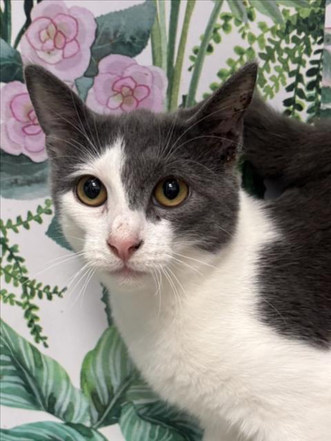 SHYANNE, a cat for adoption from City of Tracy Animal Services