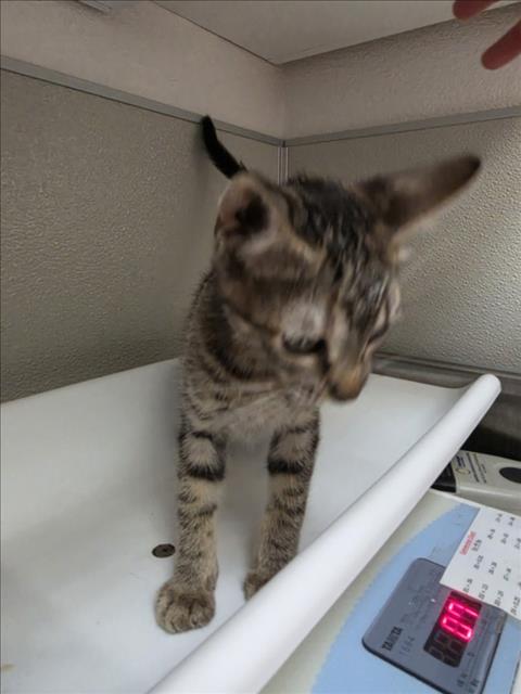 AMBER, a cat for adoption from City of Tracy Animal Services