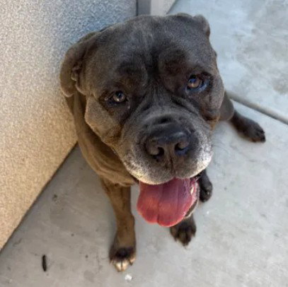 picture of the dog needing adoption