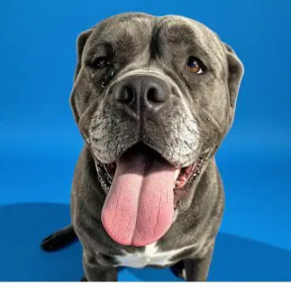 Edith - Mastiff