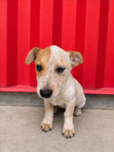 Arthur - Australian Cattle Dog/Blue Heeler